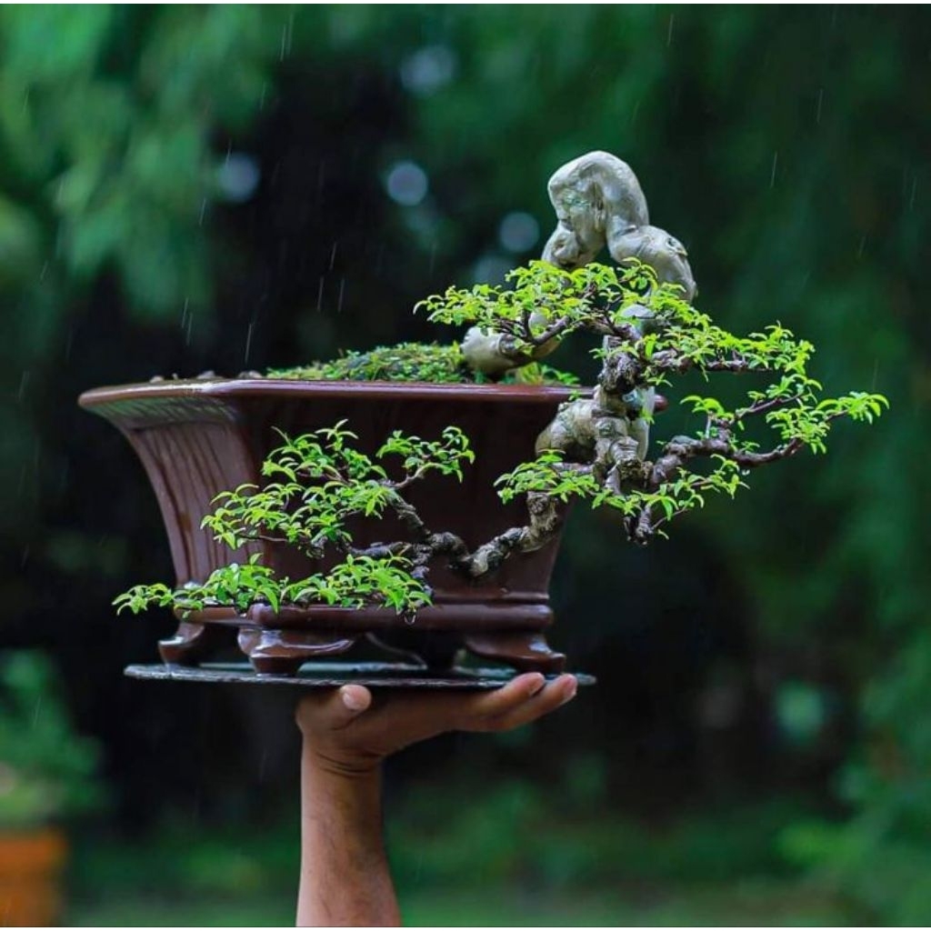 BAHAN BONSAI ANTING PUTRI Bahan Bonsai Anput