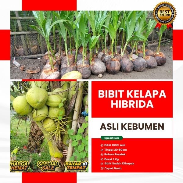 AIR NIRANYA DERAS  Bibit Buah Kelapa Hibrida Buah Besar, Bibit Buah Kelapa Hibrida Besar