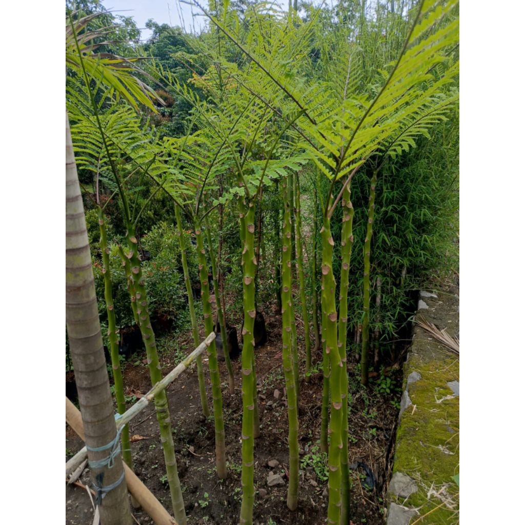 pohon solobium tinggi 3 meter