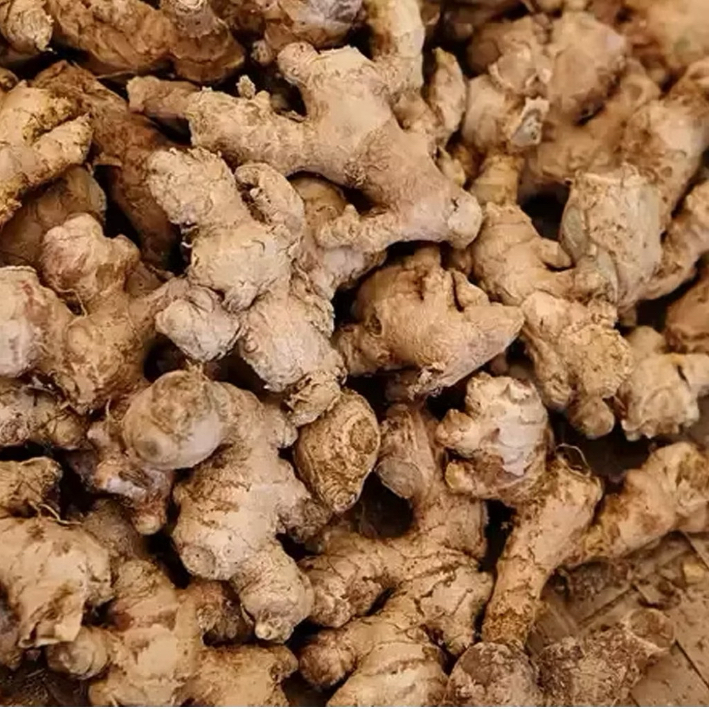 Jahe Emprit Segar 1 kg Jahe emprit fresh 1kg jahe emprit segar fresh 1kg- Pedas, Segar, dan Bersih