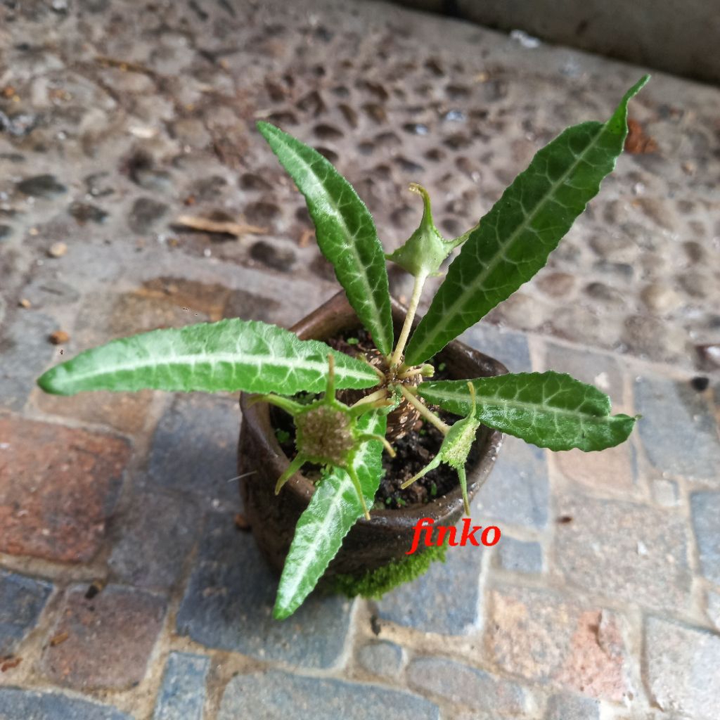 dorstenia lancifolia, seedling