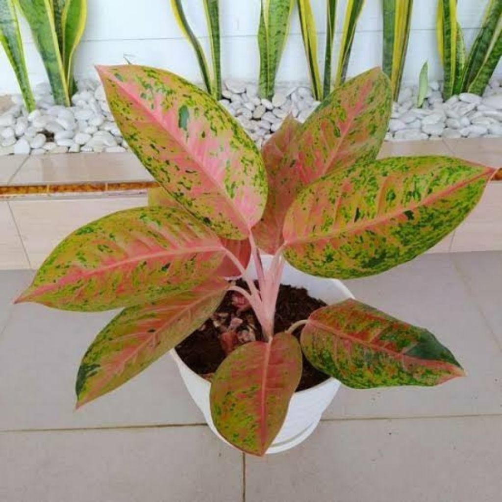 bibit aglonema bigroy/bonggol aglonema bigroy