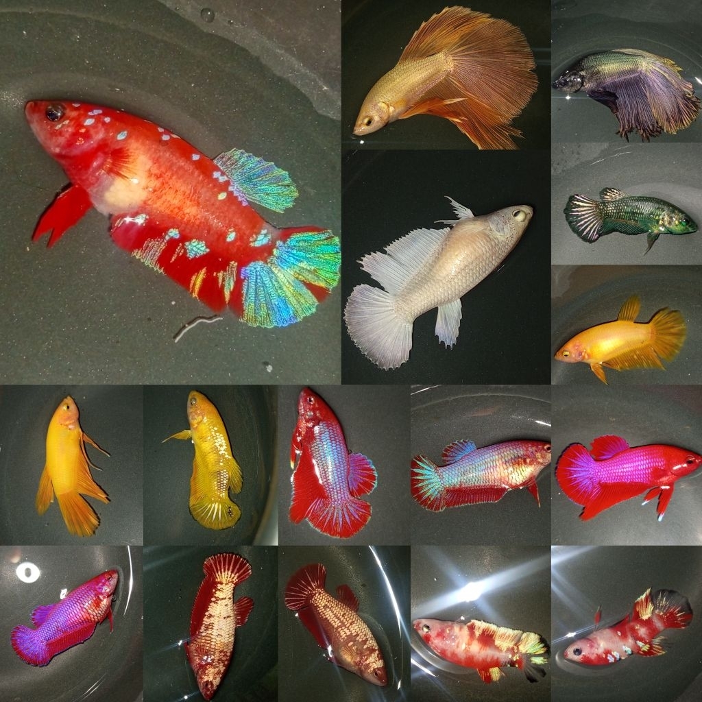 plakat barongsai male/female random hmpk yelow, halfmoon white platinum, halfmoon copper,  pink Auro