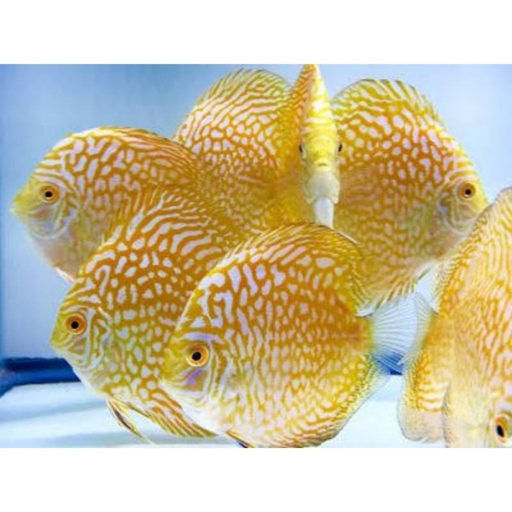 Hiasan Aquarium Discus Pigeon Yellow