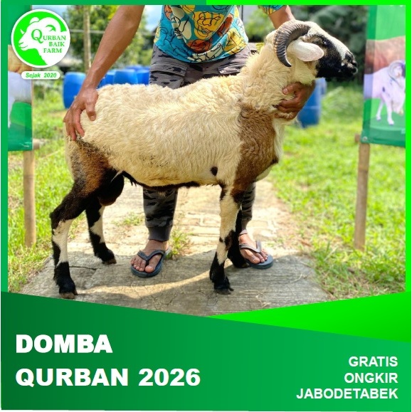 DOMBA QURBAN IDUL ADHA 2026 JABODETABEK BERAT 18-32 KG 1447 H JAKARTA BOGOR DEPOK TANGERANG BEKASI