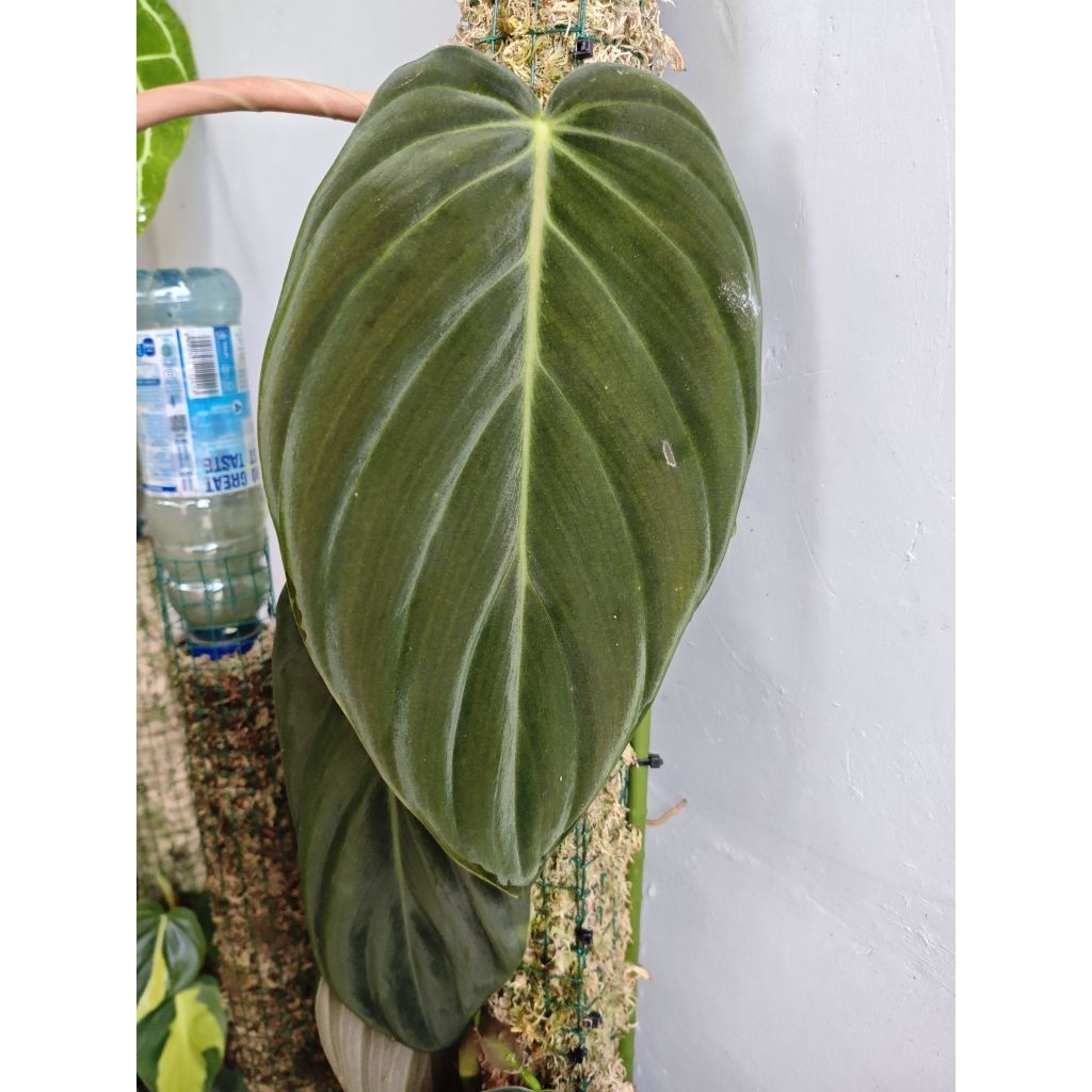 Philodendron Gigas