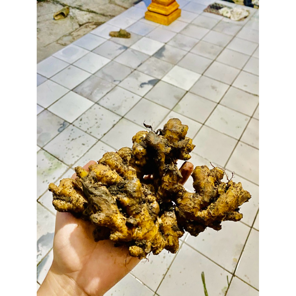 Jahe emprit fresh 1kg jahe emprit segar fresh 1kg jahe emprit pedas segar 1kg
