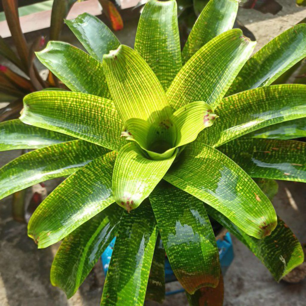 Bromelia Vriesea Fenestralis