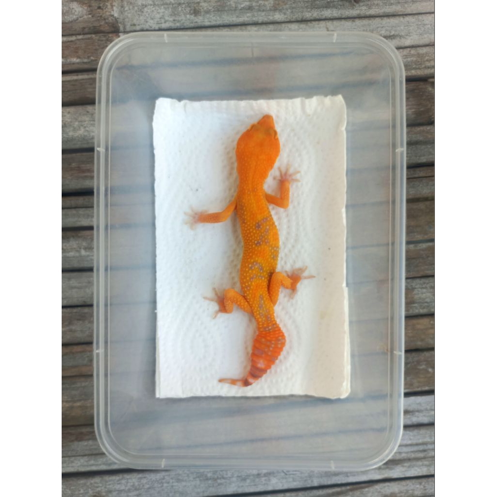 MAINAN GECKO TREMPER EMERINE MINUS JUVENILE SESUAI FOTO