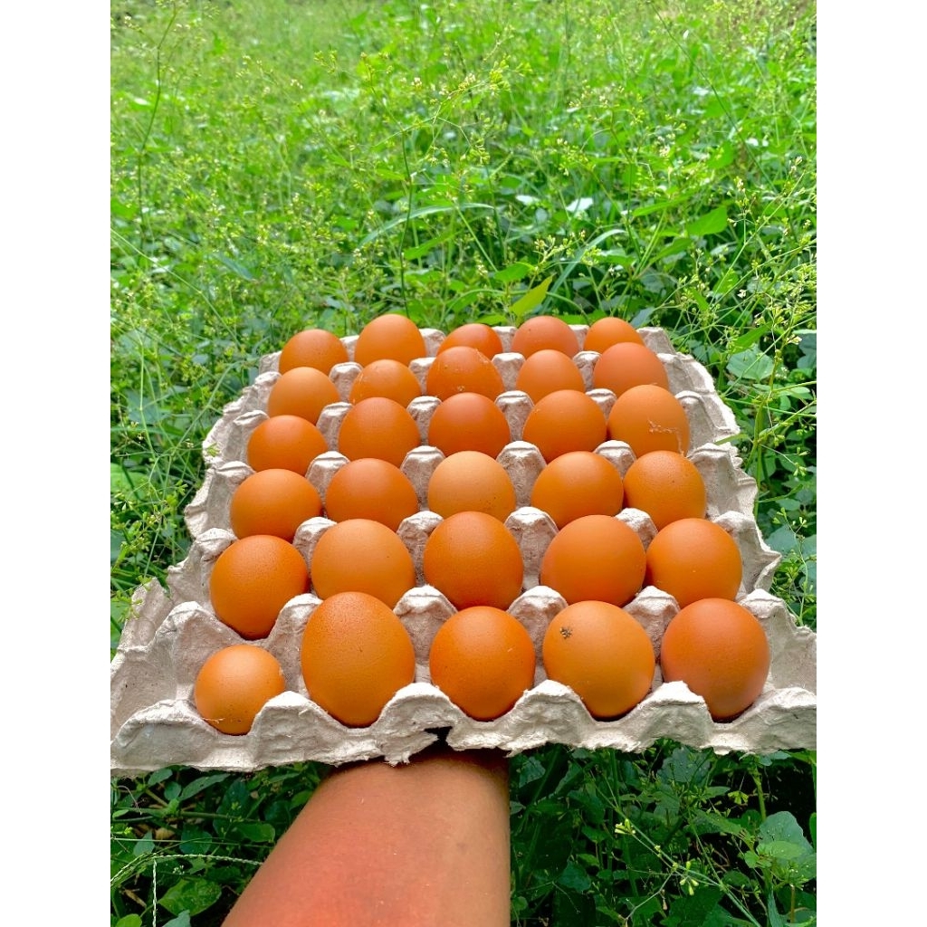 Telur Ayam Negeri 1kg