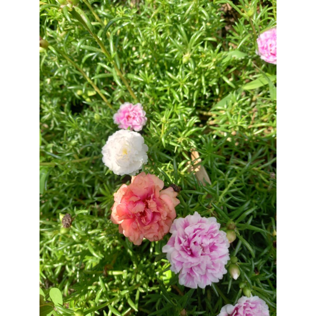 Bibit bunga krokot warna warni mossrose portulaca cantik