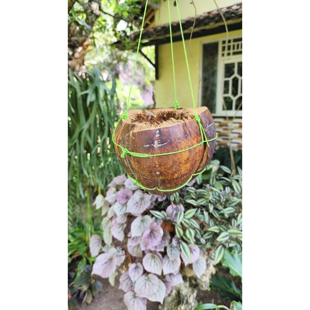 Pot Gantung Kulit Kelapa Original Alami