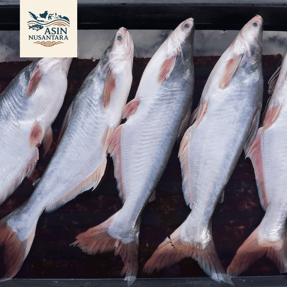 IKAN PATIN SEGAR | PANGASIUS FROZEN