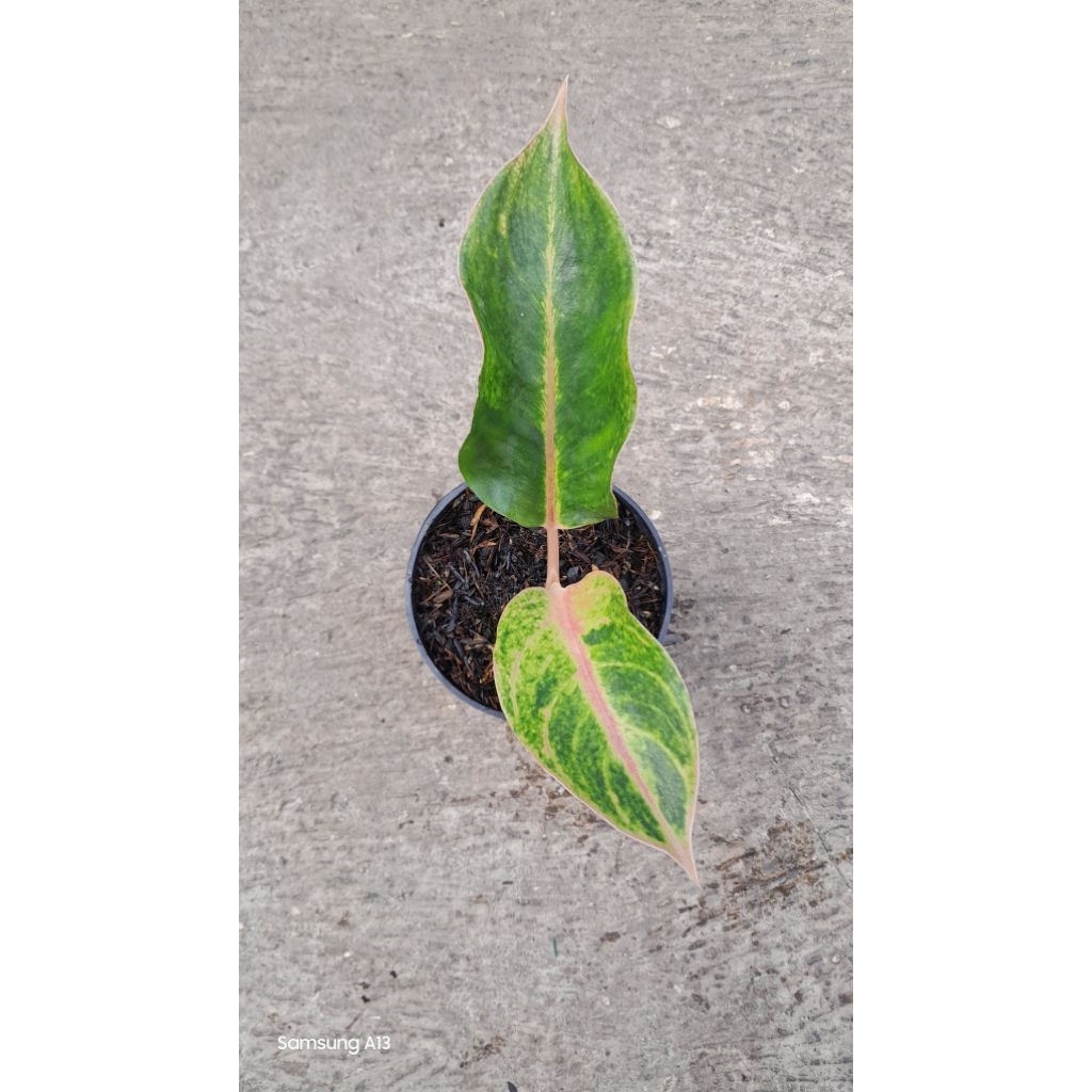 Aglonema Tequila Sunrise (Size Baby, Bawa Bonggol)