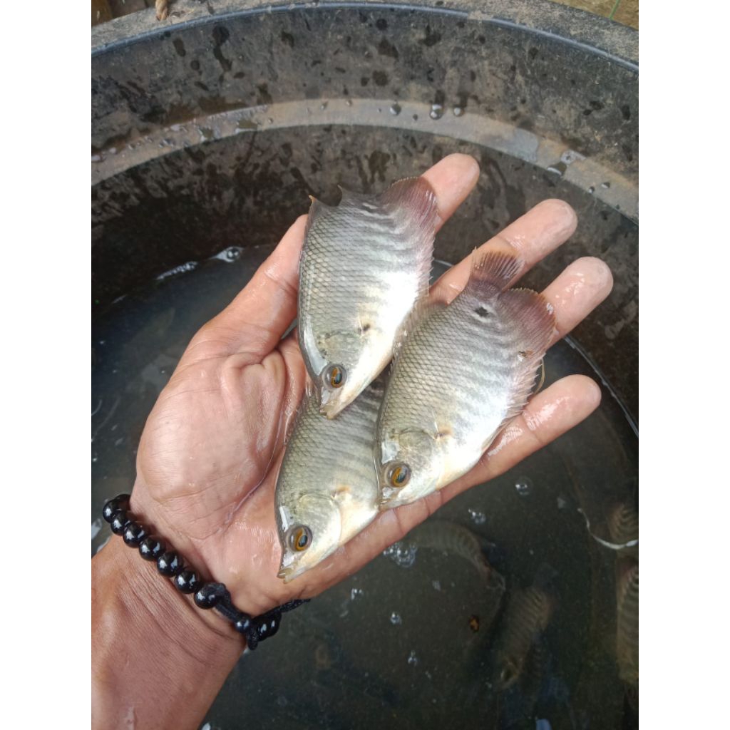 bibit ikan gurame ukuran korek kayu