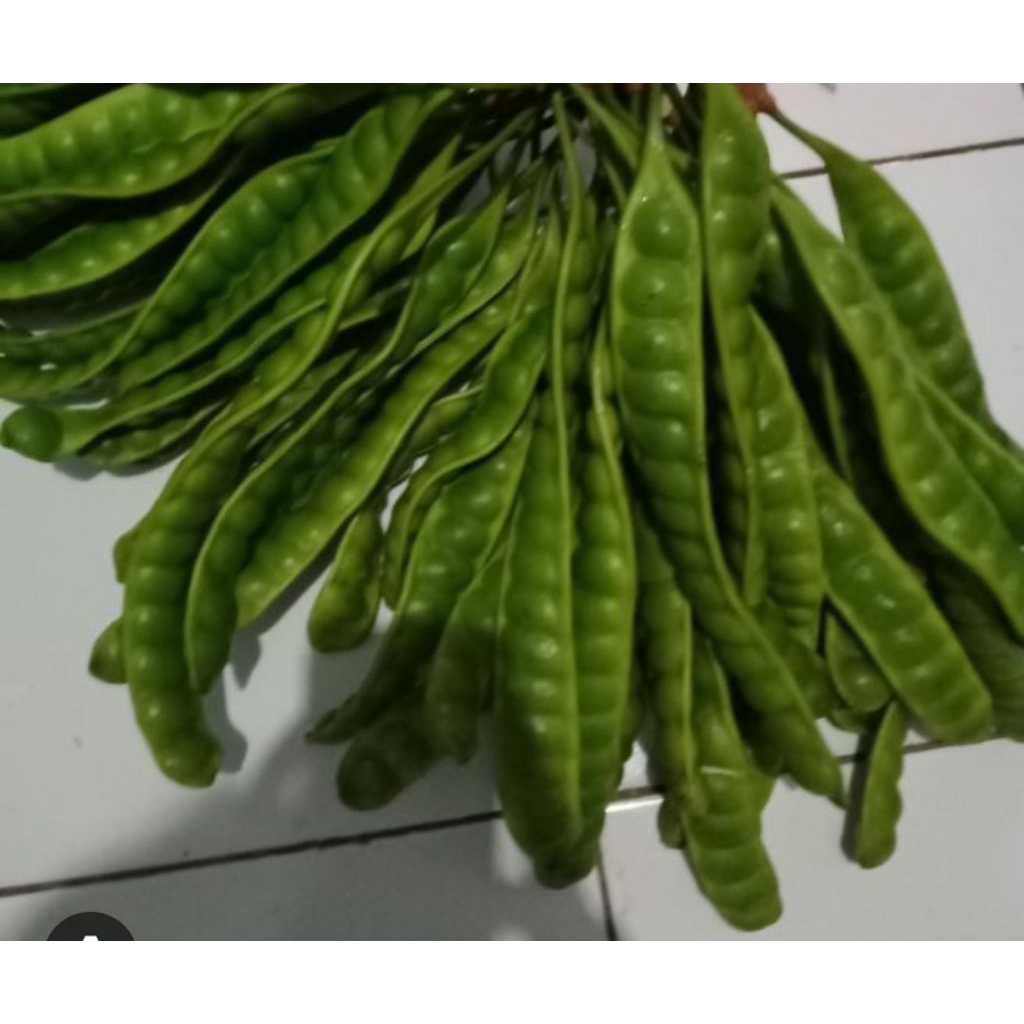 petai segar