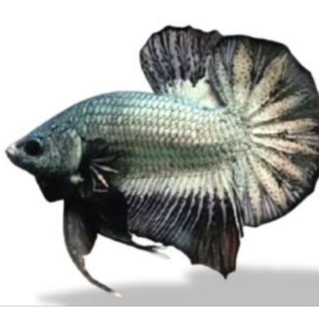 cupang cooper jantan