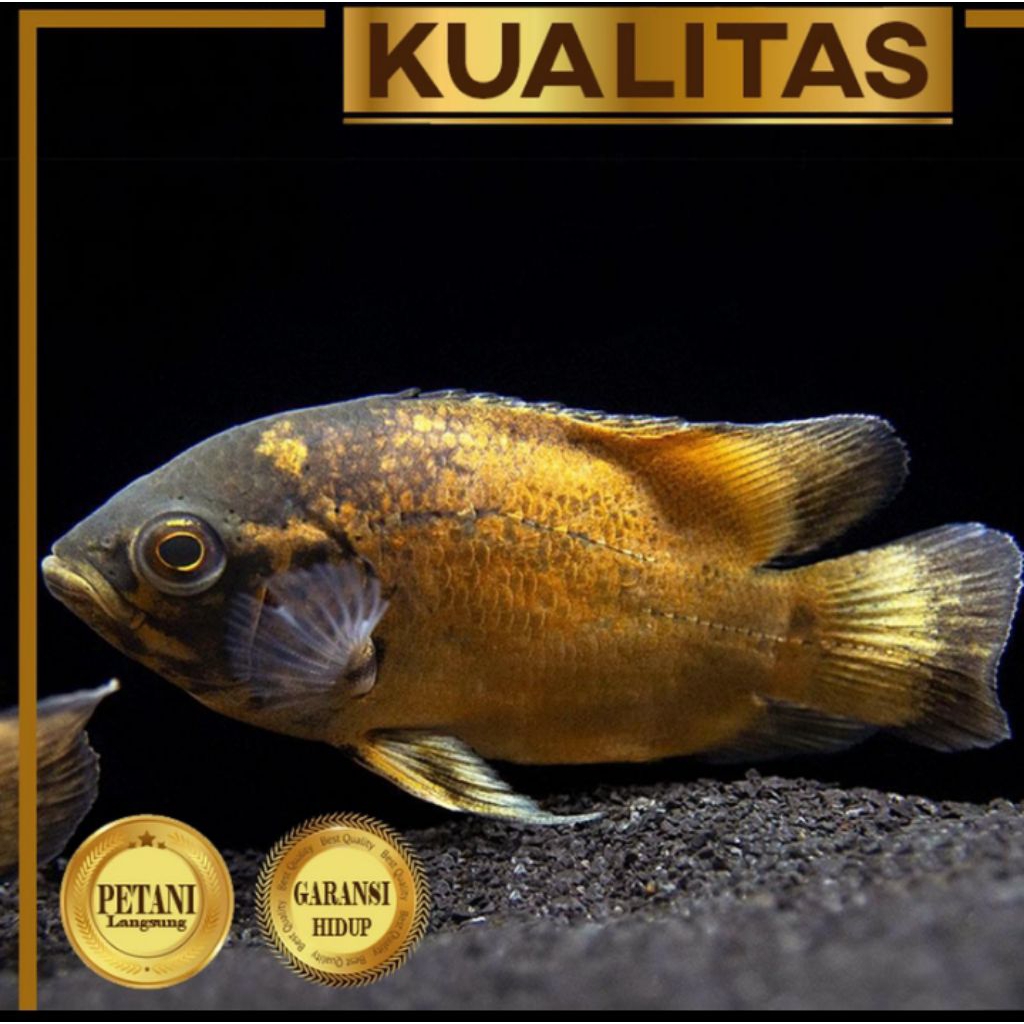 Oscar Paris Tembaga Ikan Hias Predator