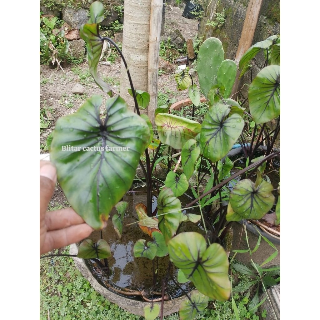 Colocasia Pharaoh mask