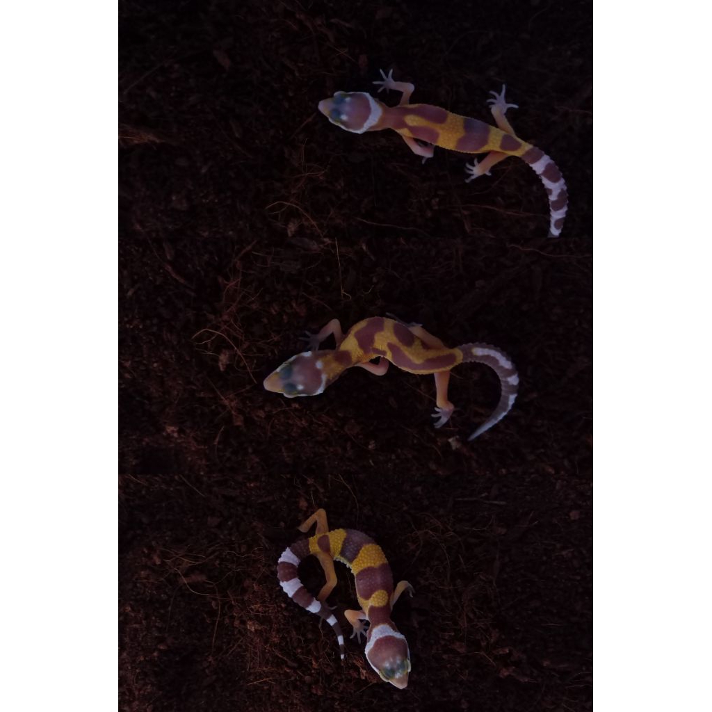 baby gecko leopard tremper lavender giant
