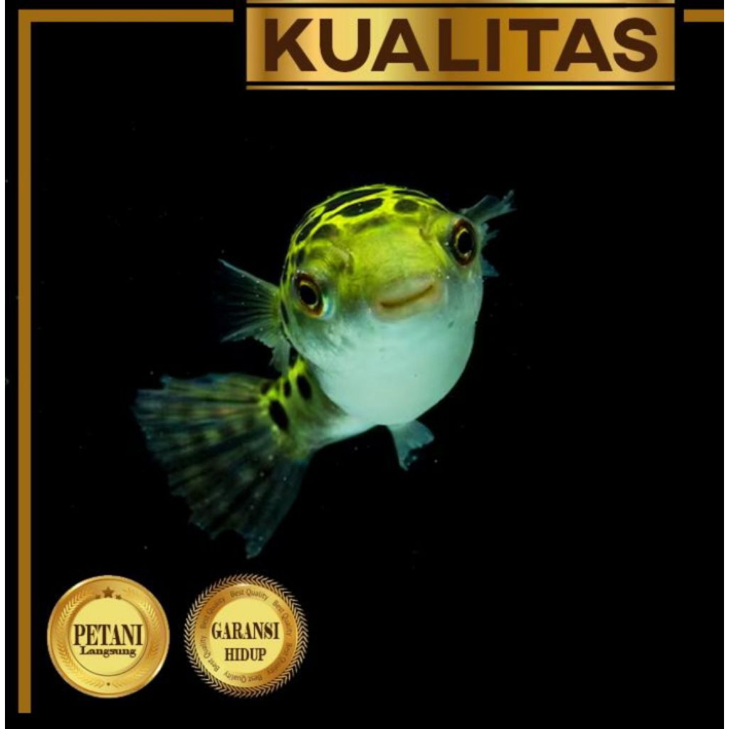 Puffer Fish Ikan Hias Buntal Hiasan Aquarium