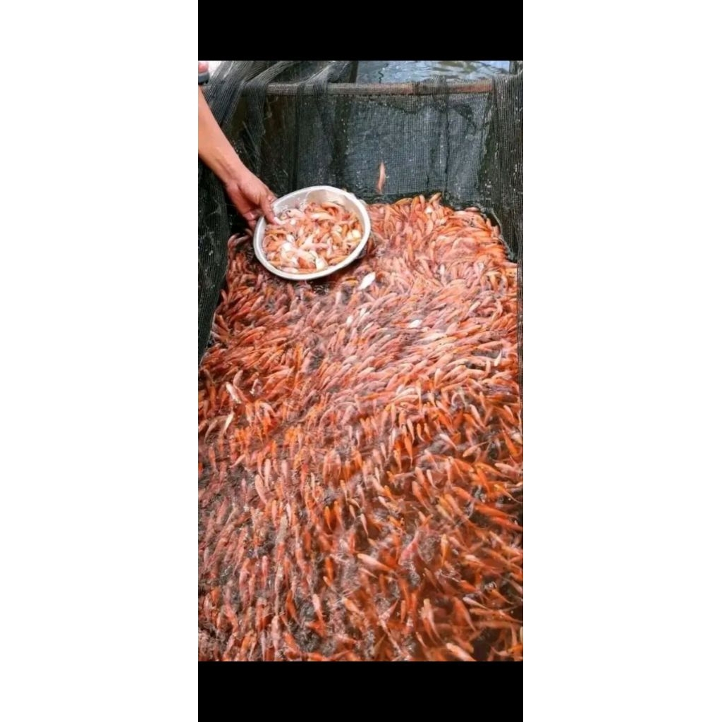 Bibit Ikan Nila Merah Bangkok Literan
