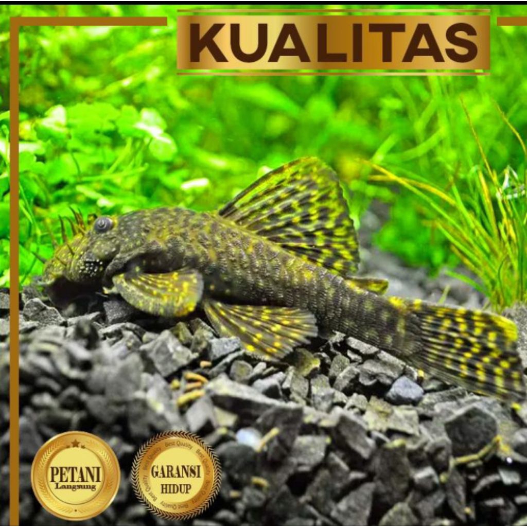 Pleco Kumis Duri Ikan Hias Sapu - Sapu Bristle