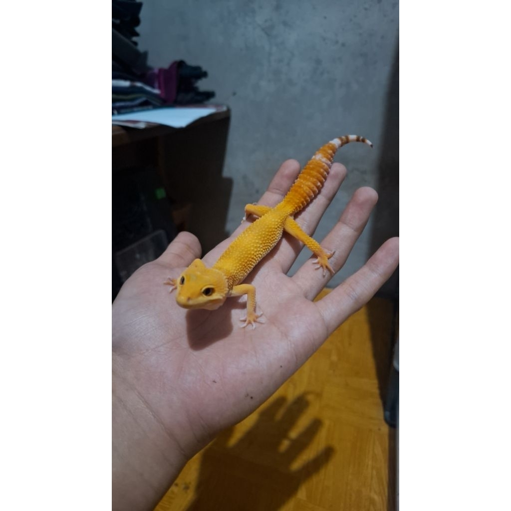 Leopard Gecko Female - Sunglow - Usia Jelang Ovul Betina Sehat HG007
