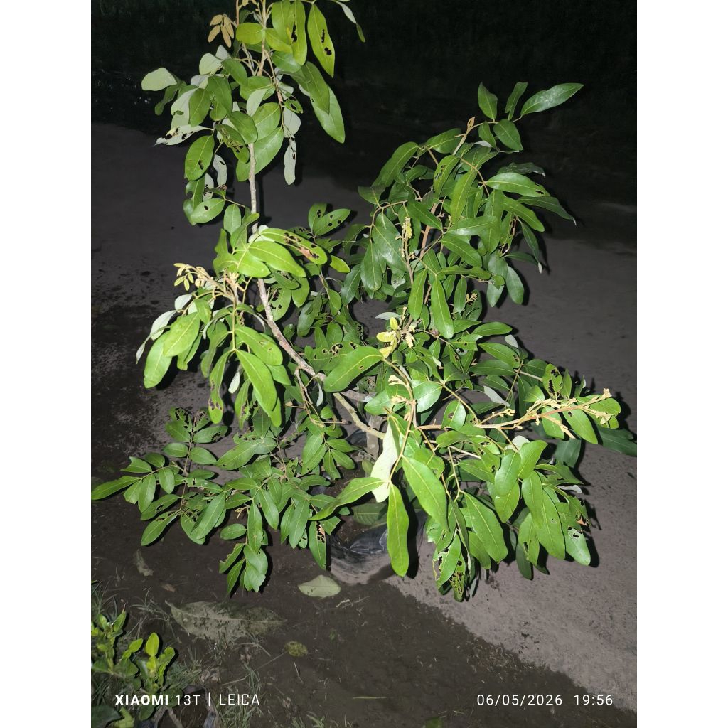 bonsai kelengkeng diamond river full bunga super rimbun