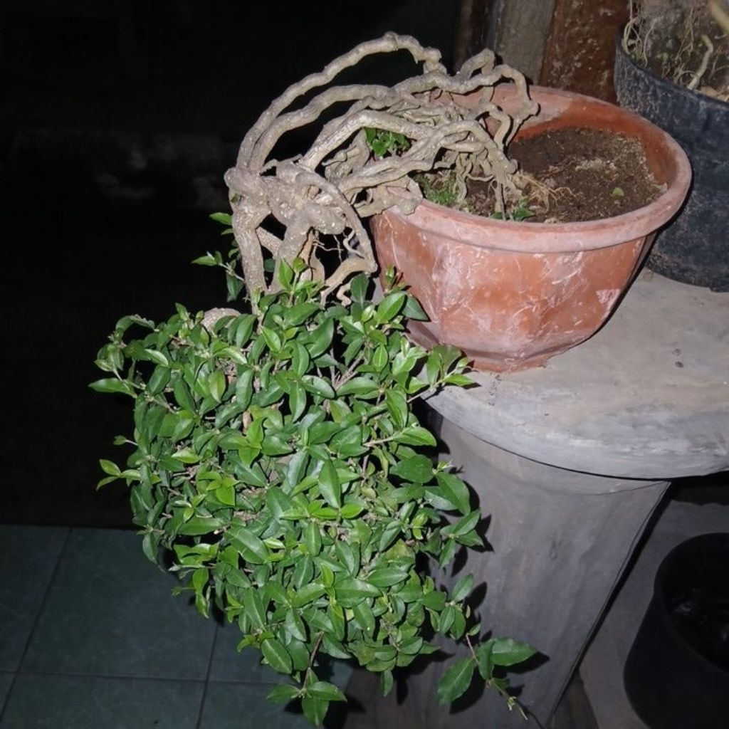 bonsai sakura micro siap pajang