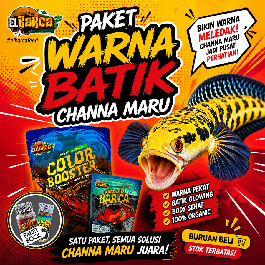 PAKET PAKAN CHANNA MARU YS/RED (PUSH Batik Up, warna red/yellow Up, mata merah) Free Sticker Channa