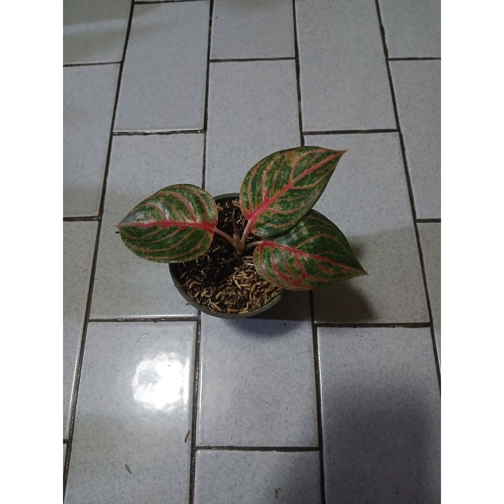 Aglaonema anakan hughes