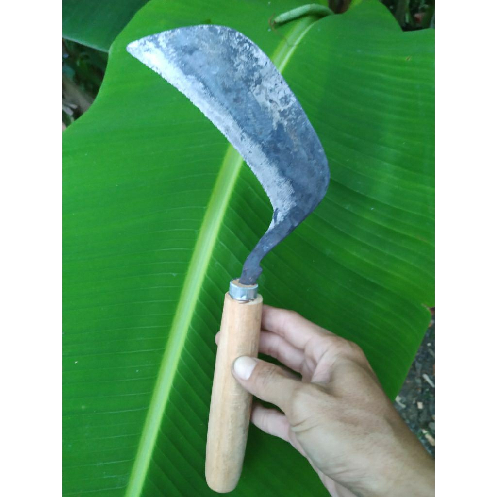 Arit Panen Padi Tanpa Asah Sipuh