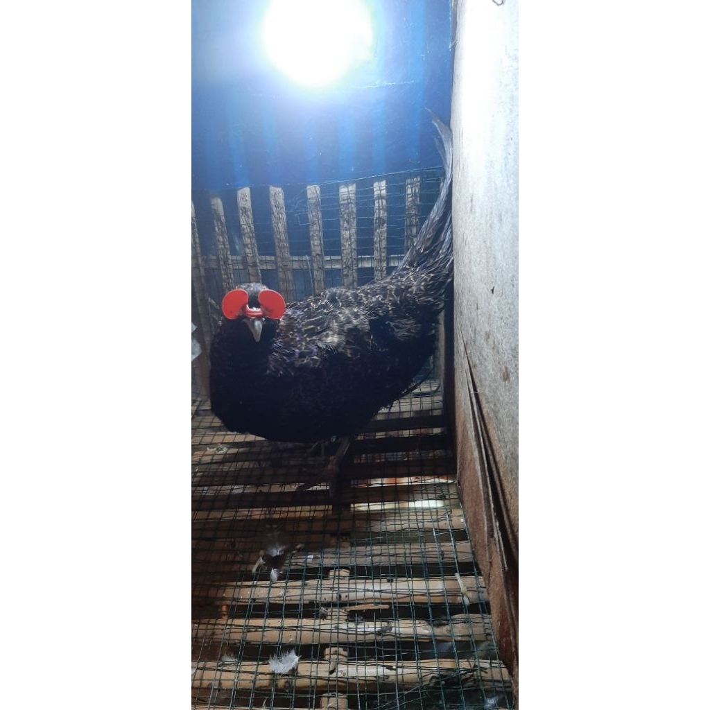 Ayam Green Ringneck Pheasant / Ringneck Pheasant Hijau usia induk betina