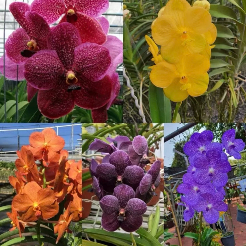 Promo Paket Hemat Tanaman Anggrek Dendrobium - anggrek cantik - bunga anggrek