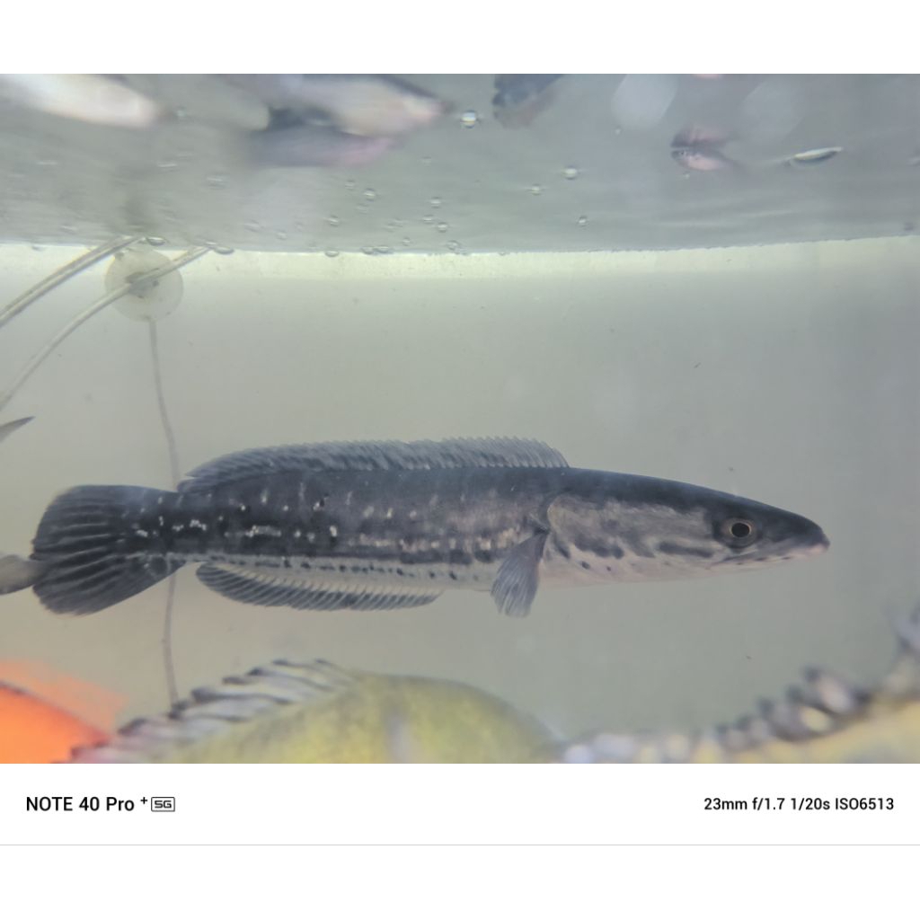 Ikan Toman Jumbo Channa micropeltes