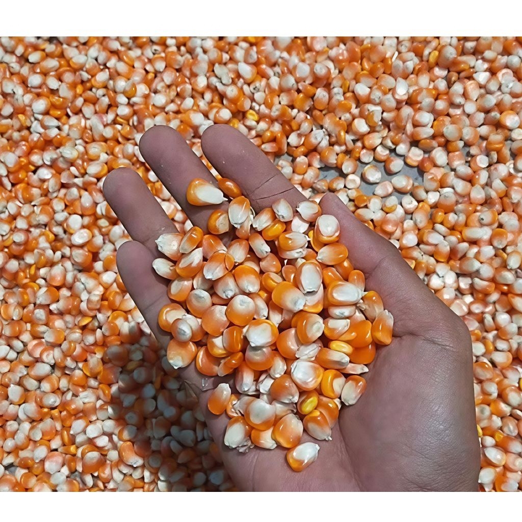 Jagung Pipil Pakan Ternak Jagung Pipil Kering Kemasan Hemat Berkualitas