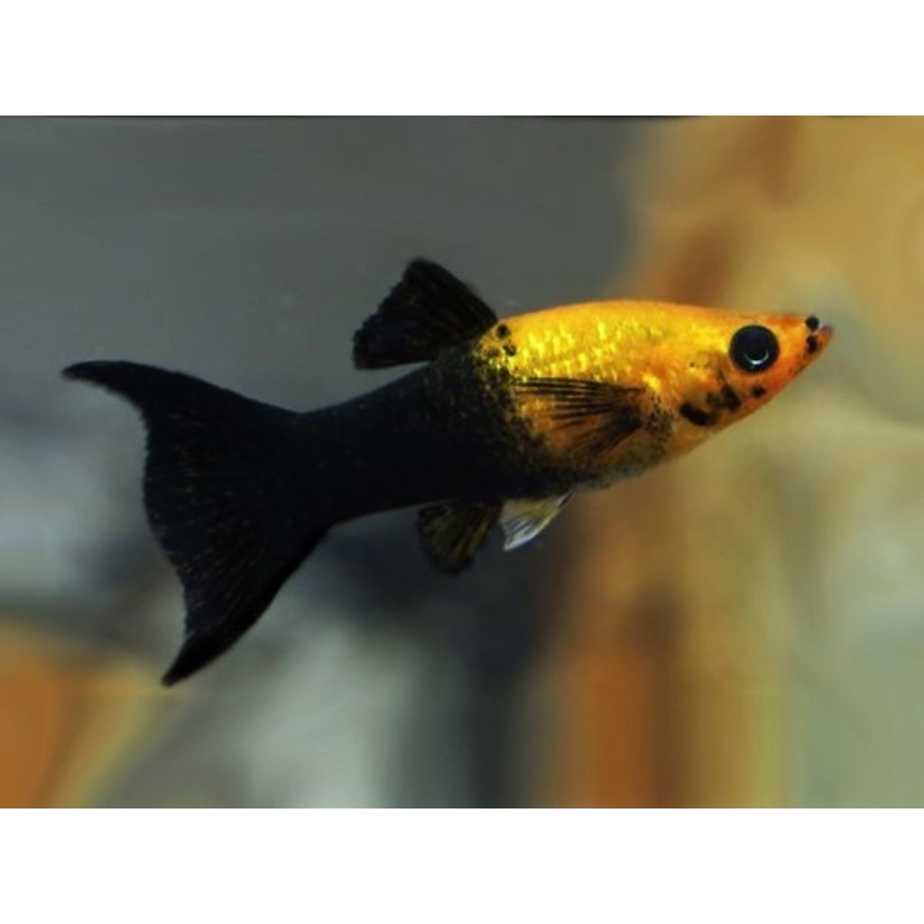 Molly Golden Black