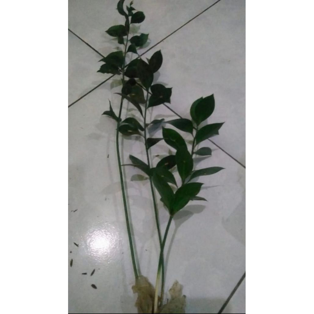 bibit daun ruskus
