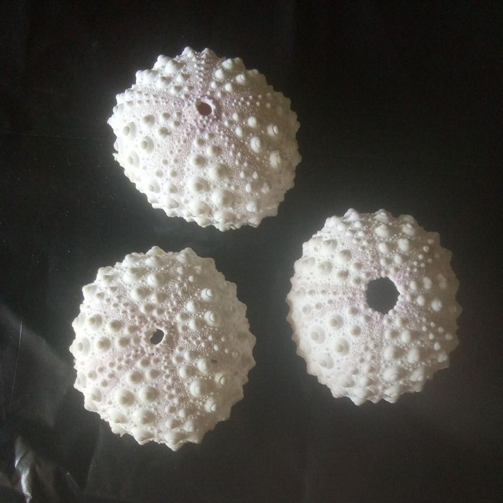 sea urchin/bulu babi/landak laut 6-8cm