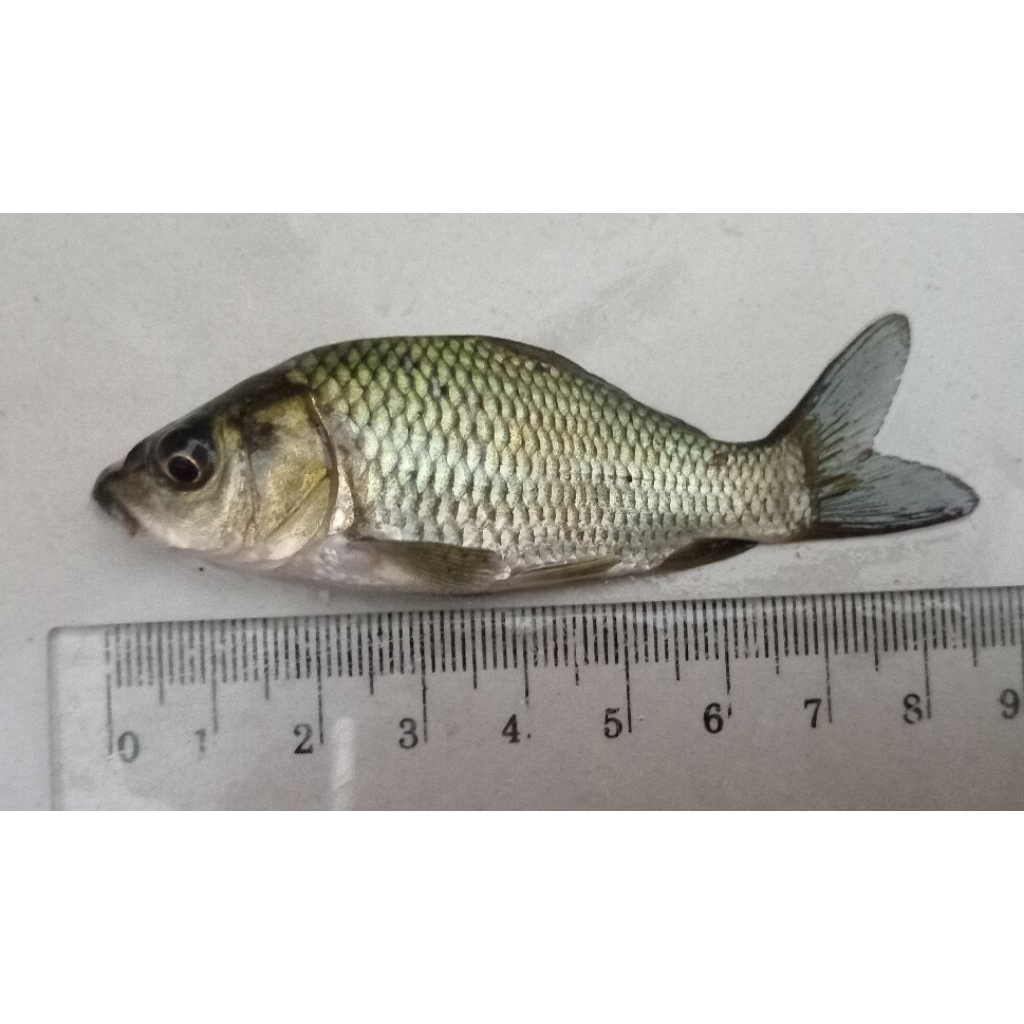 Bibit Ikan Mas Hitam / Tombro Majalaya 7-9 cm