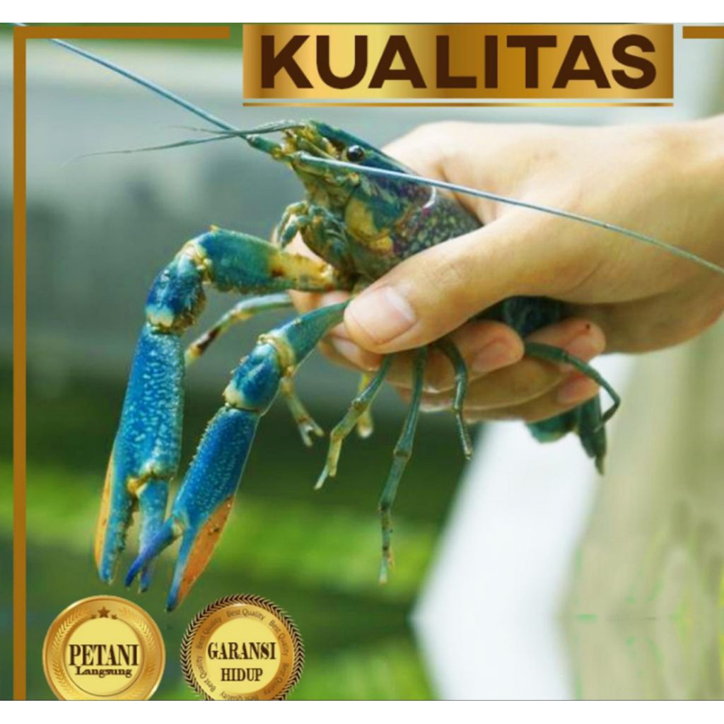 Lobster BIru Indukan Air Tawar Hiasan
