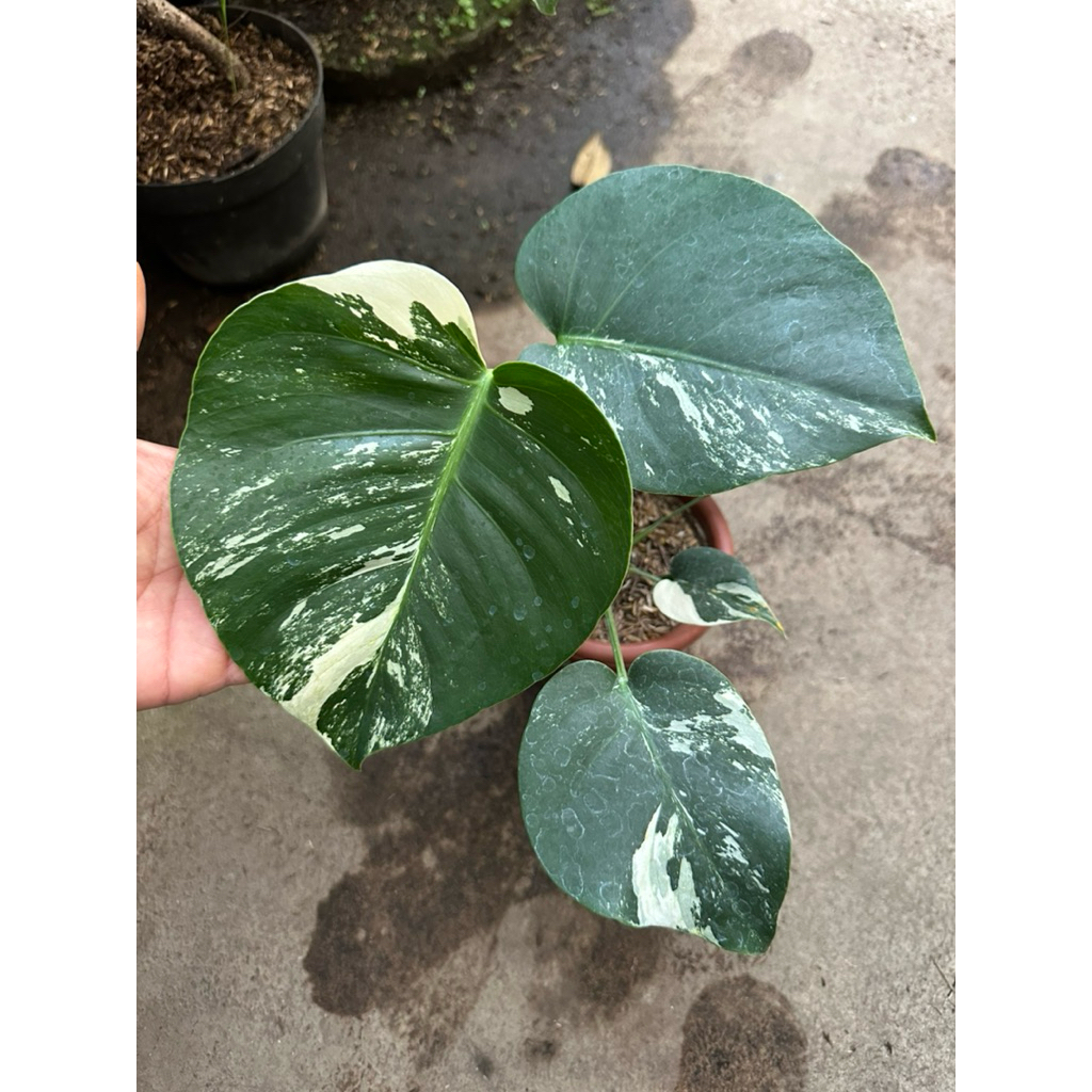 Tanaman Hias Monstera Jungle Mint / Monstera Mint variegata