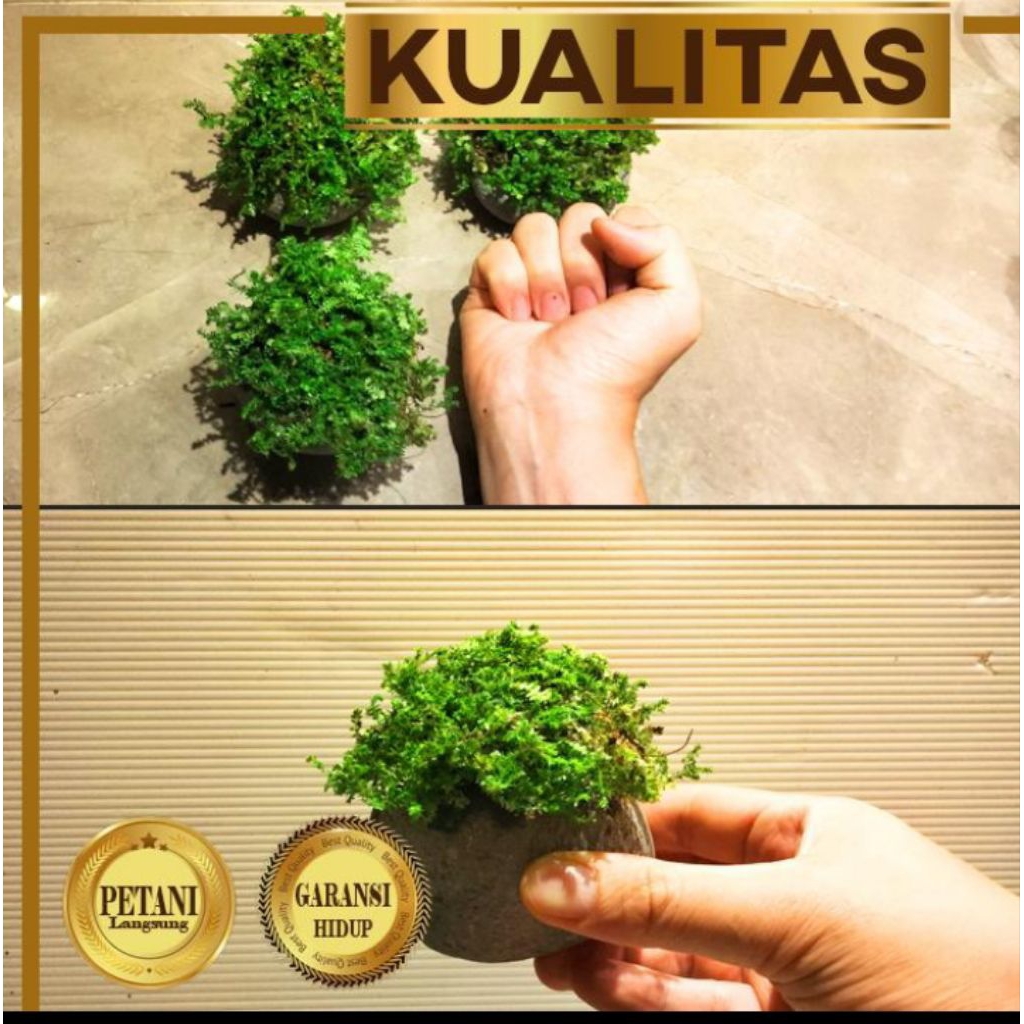 Batu Sungai + Moss Paludarium Hiasan