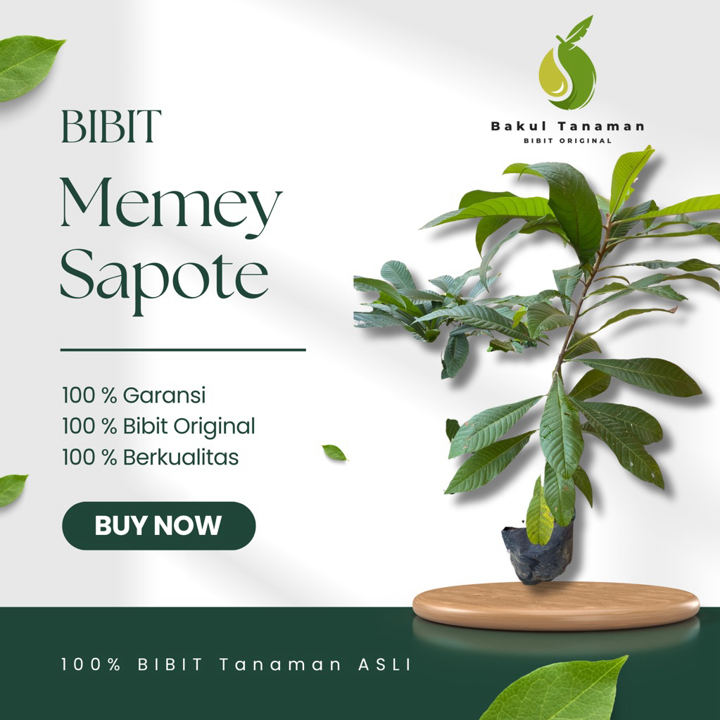 BIBIT BUAH MAMEY SAPOTE ALL VARIETAS SUPER HASIL CANGKOK KEBUN BAKUL TANAMAN-BIBIT BUAH MAMEY SAPOTE