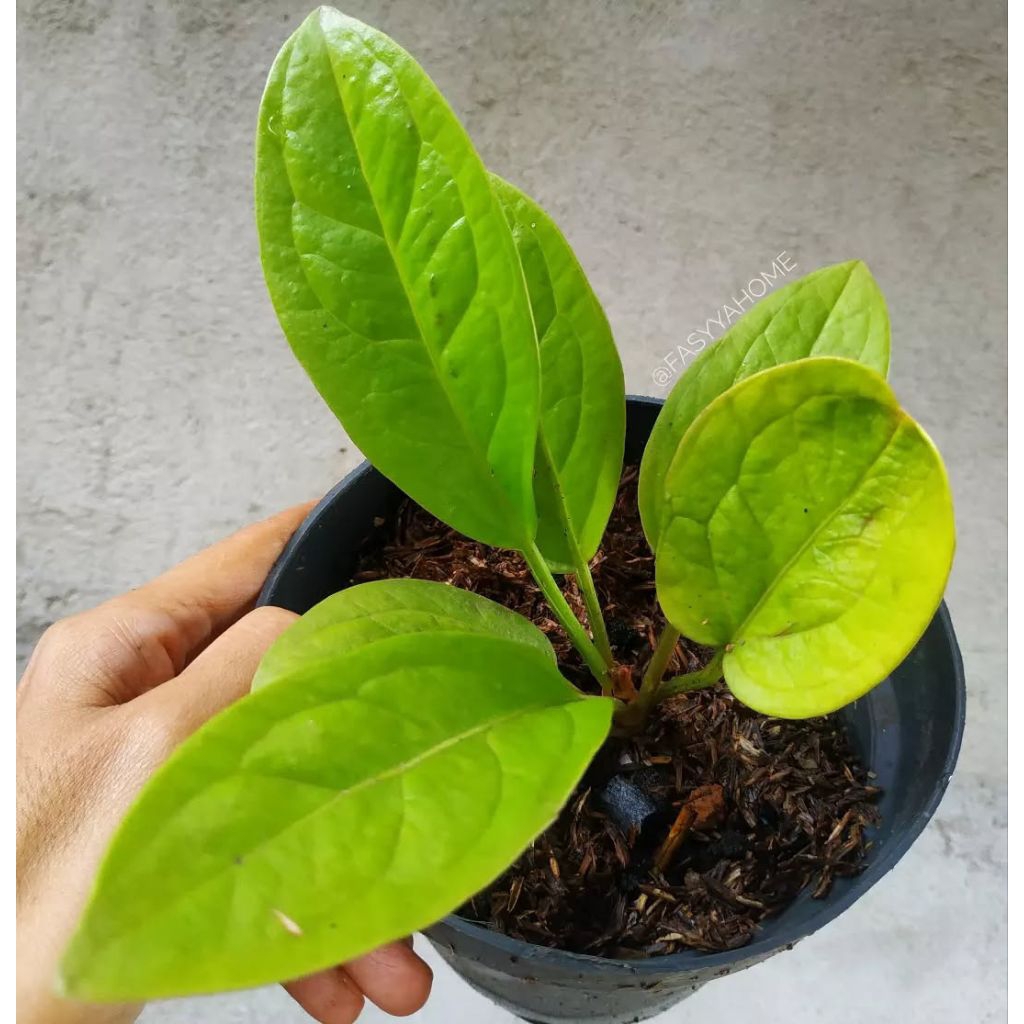 Anthurium Jemani Golden