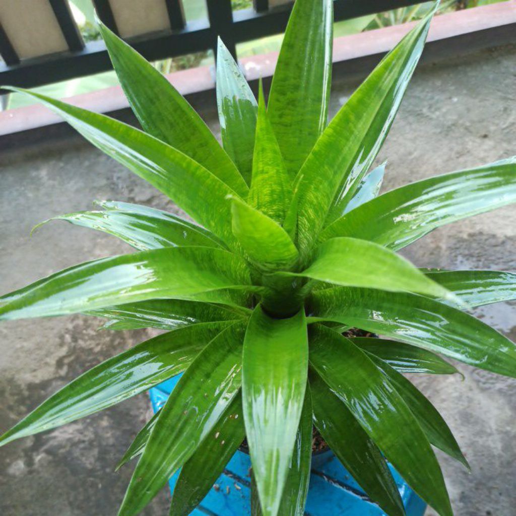 Bromelia Vriesea Ospinae L
