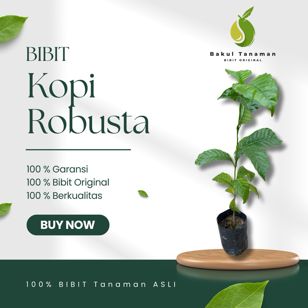 BIBIT KOPI TUBRUK ROBUSTA HASIL SAMBUNG KEBUN BAKUL TANAMAN-BIBIT KOPI ROBUSTA SUPER UNGGUL ORIGINAL