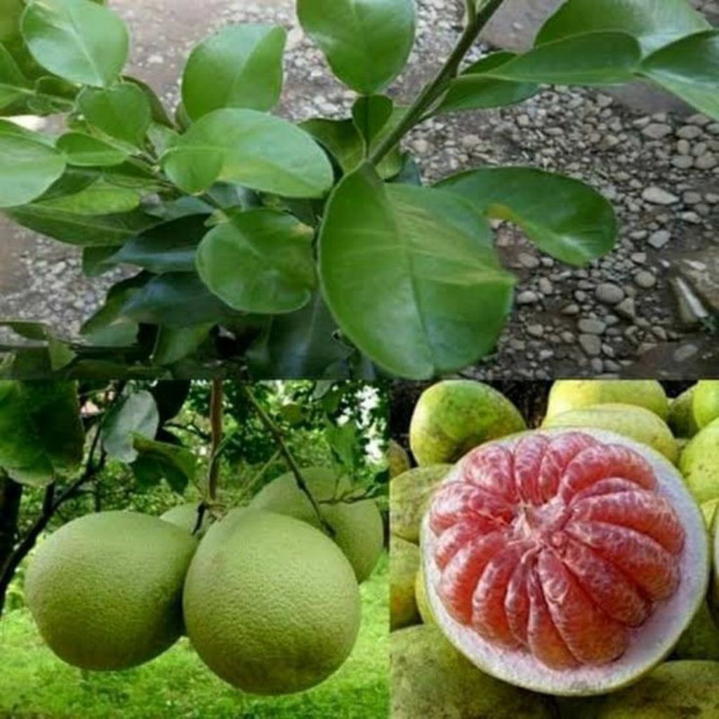 Tanaman Buah Jeruk Bali Rajin Berbuah / Bibit Tanaman Jeruk Bali Palemo / Pohon Jeruk Bali