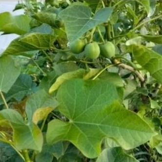 Tanaman Jarak Dari Biji - Jarak Untuk Pagar - Herbal